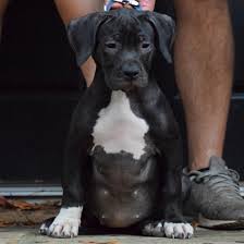 Largest pit bull puppies for sale producing the best xl pitbull puppies for sale on earth period. What Is A Xxl Pitbull