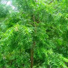 Maybe you would like to learn more about one of these? Daun Semambu Fresh Neem 500g Shopee Malaysia