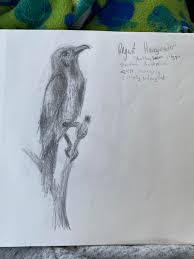 This one was drawn from a captive bird, but it's a species that has recently returned to the british isles in small numbers in the wild. Regent Honeyeaters Sketch By Me Nothing But A Number 2 Pencil I Did It In The Car And Blended With My Eraser I M Putting Together A Rare Exotic Bird Book Any Suggestions