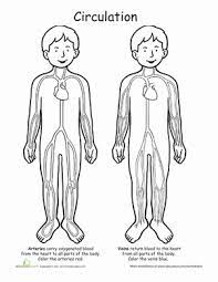 Printable human circulatory system by yulia znayduk coloring page. Circulation Station Awesome Anatomy Worksheet Education Com