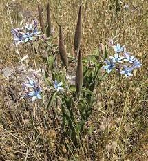 Image result for Oxypetalum coeruleum