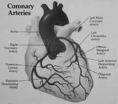 When coding procedures on coronary arteries, the question of what arteries are considered coronary arteries when branches are bypassed/stented may come to mind. Coronary Artery Disease In Primary Care Anesthesia Key