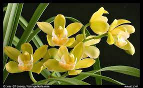 Picture Photo Cymbidium Del S Delight Andrea A Hybrid Orchid Orchids Orchid Photo Orchid Flower
