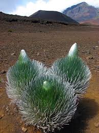 Maybe you would like to learn more about one of these? 4 Of The Most Fascinating Native Hawaiian Plants Plantsnap