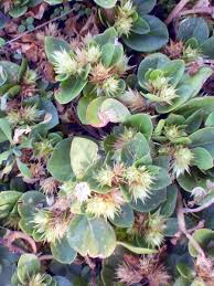 Image result for Alternanthera pungens