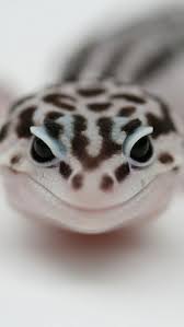 Download, share or upload your own one! Leopard Gecko Mobile Wallpaper Mobiles Wall Leopard Gecko Gecko Leopard Gecko Cute