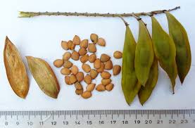 Image result for Peltophorum africanum