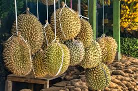 Thai pbs via afptv / str. Thai Durians Trigger Evacuation Of Post Office In German Town Thai Pbs World The Latest Thai News In English News Headlines World News And News Broadcasts In Both Thai And