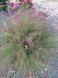 Image result for Eragrostis moggii