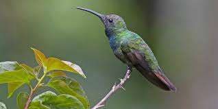 While they are attracted strongly. Hummingbirds In North Carolina 9 Species With Pictures Wild Bird World