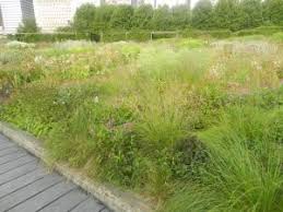 Image result for Eragrostis caespitosa