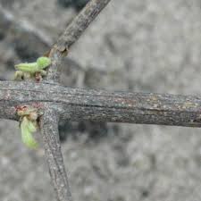 Image result for Rhigozum brevispinosum