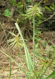 Image result for Cyperus