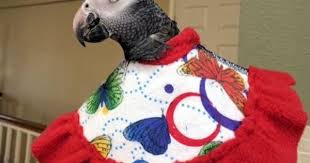 Birds Be Safe Collar Birdsupplies Com Bird E Collar Made From Soft Flannel Fleece Features Padded Neck And Semi Stiff Bird Safe Insert Helps Preve Pet Birds Birds African Grey