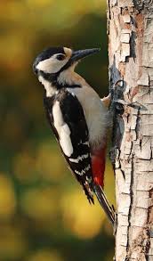 Free Image On Pixabay Woodpecker Spotted Woodpecker Woodpecker Pet Birds