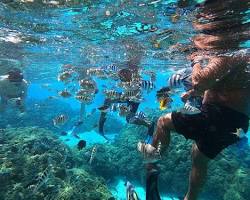 Gambar Snorkeling and diving in Bora Bora