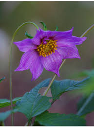 Image result for Lysimachia tenuicaulis