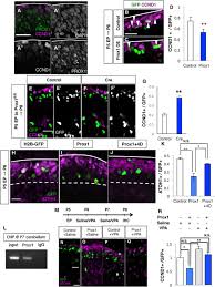 Admittedly, after effects expressions can be complicated but for the everyday after effects user, powerful expressions are well within reach and they are easier than you might think. Cyclind1 Controls Development Of Cerebellar Granule Cell Progenitors Through Phosphorylation And Stabilization Of Atoh1 Biorxiv