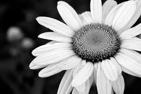 Black And White Theme Background This Is How I See It White Flower Wallpaper Black And White Flowers Wallpaper Backgrounds