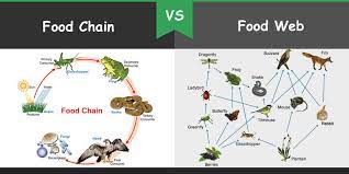 Food chains begin from the producers in an ecosystem, such as plants. Difference Between Food Chain And Food Web Bio Differences