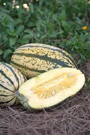 Why this is something that you should get rid of as we mentioned, there is one fundamental reason why you need to get rid of the powdery mildew on your squash plants. Squash Sugaretti F1 All America Selections