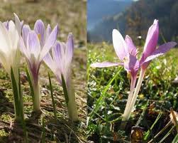 Herbstzeitlose — herbstzeitlose, auch wiesensafran genannt, in die familie der coronarien gezählt, eine perennirende, in europa besonders in vielen gegenden deutschlands auf feuchten wiesen und. Datei Krokus Herbstzeitlose Jpg Wikipedia