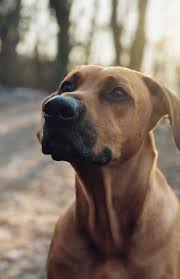 Lift your spirits with funny jokes, trending memes, entertaining gifs, inspiring stories, viral videos, and so much more. Rhodesian Ridgeback 1080p 2k 4k 5k Hd Wallpapers Free Download Wallpaper Flare