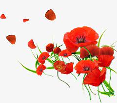Red Poppy Poppy Product Kind Png Transparent Clipart Image And Psd File For Free Download Poppy Wallpaper Abstract Poppies Poppy Flower