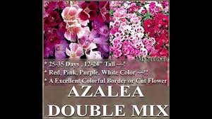 Godetia Flower Lyrics Best Flower Wallpaper