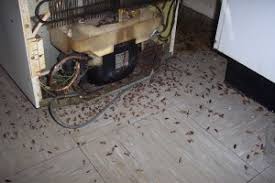 Diy pest subscription box · call now for free advice How To Get Rid Of Cockroaches In Kitchen Health Clover