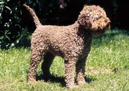 Lagotto romagnolo puppies for sale near dallas, texas, usa, page 1 (10 per page) puppyfinder.com is your source for finding an ideal lagotto romagnolo puppy for sale near dallas, texas, usa area. 5 New Dog Breeds You Haven T Heard Of Yet