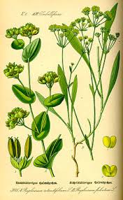 Image result for Bupleurum