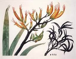 Pgormium Graf Jpg 482 372 Flax Flowers Plant Drawing Botanical Drawings
