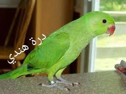 النادي السوري للببغاوات posts facebook