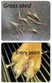 Ouch Grass Seeds