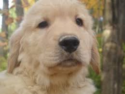 New policy changes (click here) will affect everyone who is currently on one of our waiting lists for a golden retriever puppy. Golden Retriever Puppies In New York