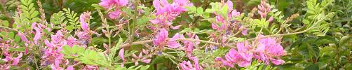 Image result for Indigofera wentzeliana