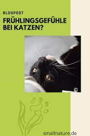 haben katzen fruhlingsgefuhle 7 tipps fur den fruhling katzen rollige katze katzen verhalten