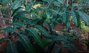 Image result for Swietenia