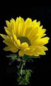 290 ideas de Estilos de flores | flores, flores bonitas, flores exóticas