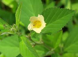 Image result for Sida rhombifolia