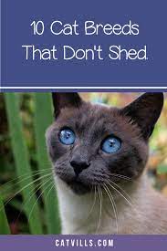 10 Cat Breeds That Don T Shed Much Cat Breeds Cats Best Cat Breeds