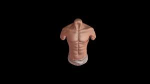 Learn about the organs and body parts. Victor Hugo Albino Male Torso Anatomy Study