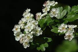 Check out our guide below highlighting each state flower, interesting trivia, care tips and. Official State Flowers Ranked List Of State Flowers