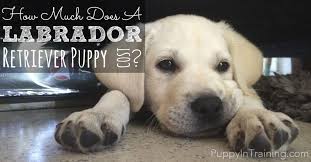 How much a month does a dog cost? How Much Is A Puppy Most Popular Videos