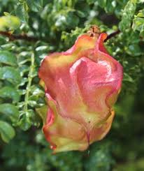 Image result for Erythrophysa