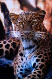 Perfect screen background display for desktop, iphone, pc, laptop, computer. Animals 1125x2436 Resolution Wallpapers Iphone Xs Iphone 10 Iphone X