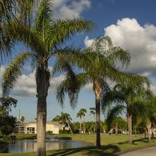 Image result for Syagrus romanzoffiana