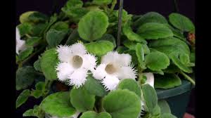 Punctata has its own charm. RastaniÒ³oi Degi Alsobia Alsobia Dianthiflora Alsobia Punctata Malumot 2021