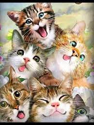 Pin Di Karenmarie Kuck Wagner Su Buongiorno Gattini Divertenti Compleanno Gatti Gattini